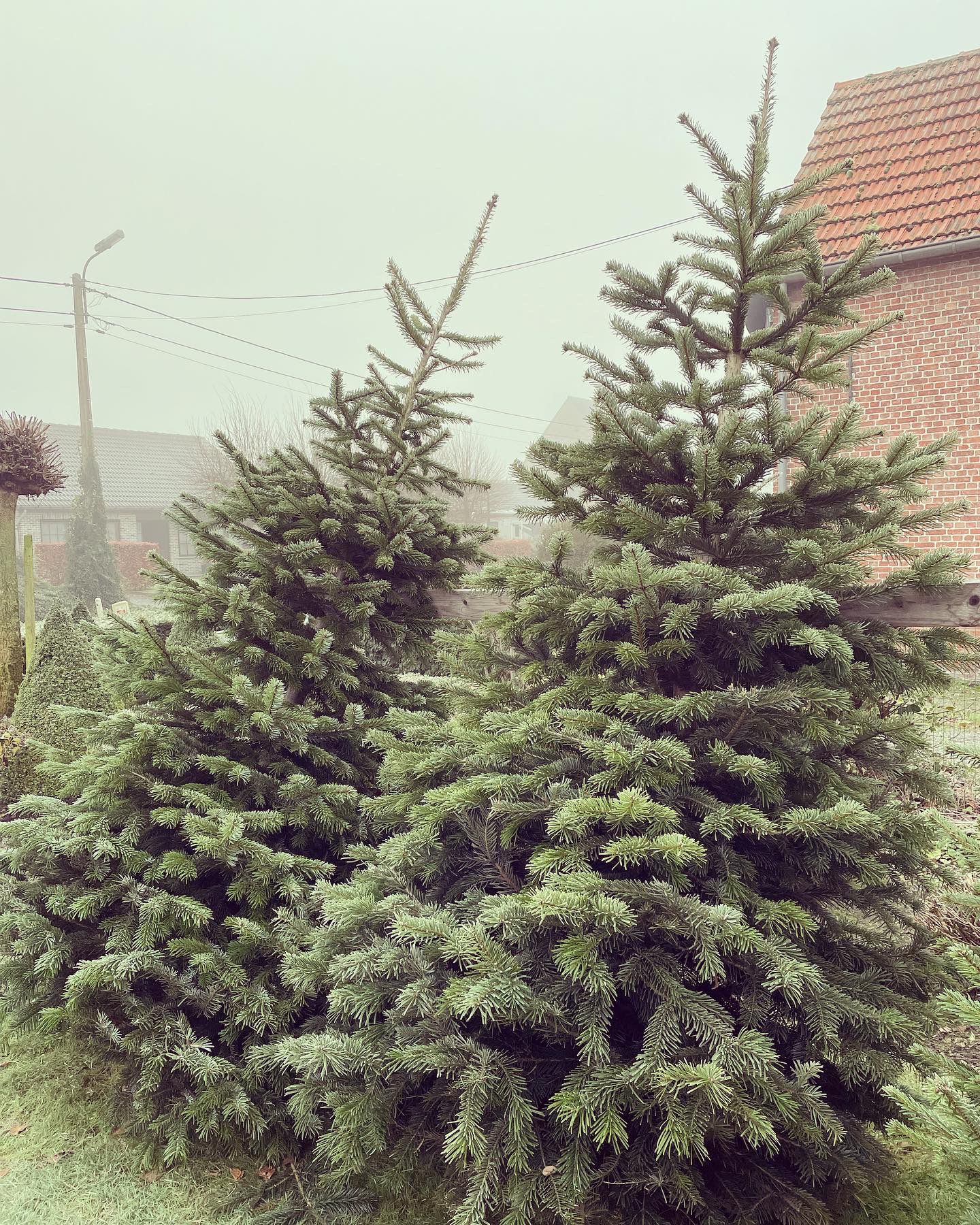 Kerstboom